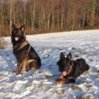 Hélios et Fiona nos deux chiens décembre 2013