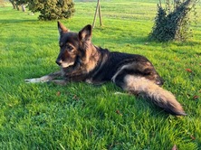 Un hommage à notre amour de chien Hélios qui nous a quitté fin novembre à l'âge de 13 ans il nous manque tellement il était gentil avec tout le monde . Repose en paix mon doudou mon nounours adoré .