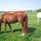 nos adorables chevaux Lasco et Lirou