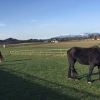 Kendy nouvelle jument Frison arrivée le 7 janvier 2016 pour tenir compagnie à Lasco