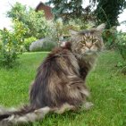 Diègo le 1er maine coon à Stéphane mon compagnon de vie.C'est le chat le plus fabuleux que nous avons, il comprend tout il est attentionné,il est doux, câlin, charmeur et parleur. Il est gentil avec tous les chats mais c'est lui qui fait la loi et to